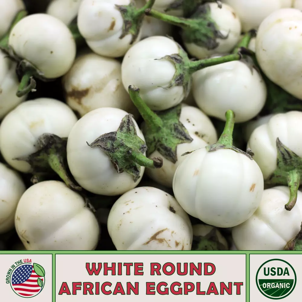 20 White Round African Eggplant best Seedss Solanum melongena Organic - £3.33 GBP