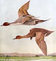 Pintail Ducks In Flight 1936 Bird Art Lithograph Color Plate Print DWU12B - $24.99