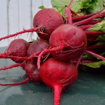 New Crosby&#39;s Egyptian Beet Seeds 100 Ct Vegetable Fresh USA Garden - $6.30