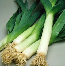 FA Store Leek American Flag Organic Seeds Heirloom Non Gmo Fresh - £6.34 GBP