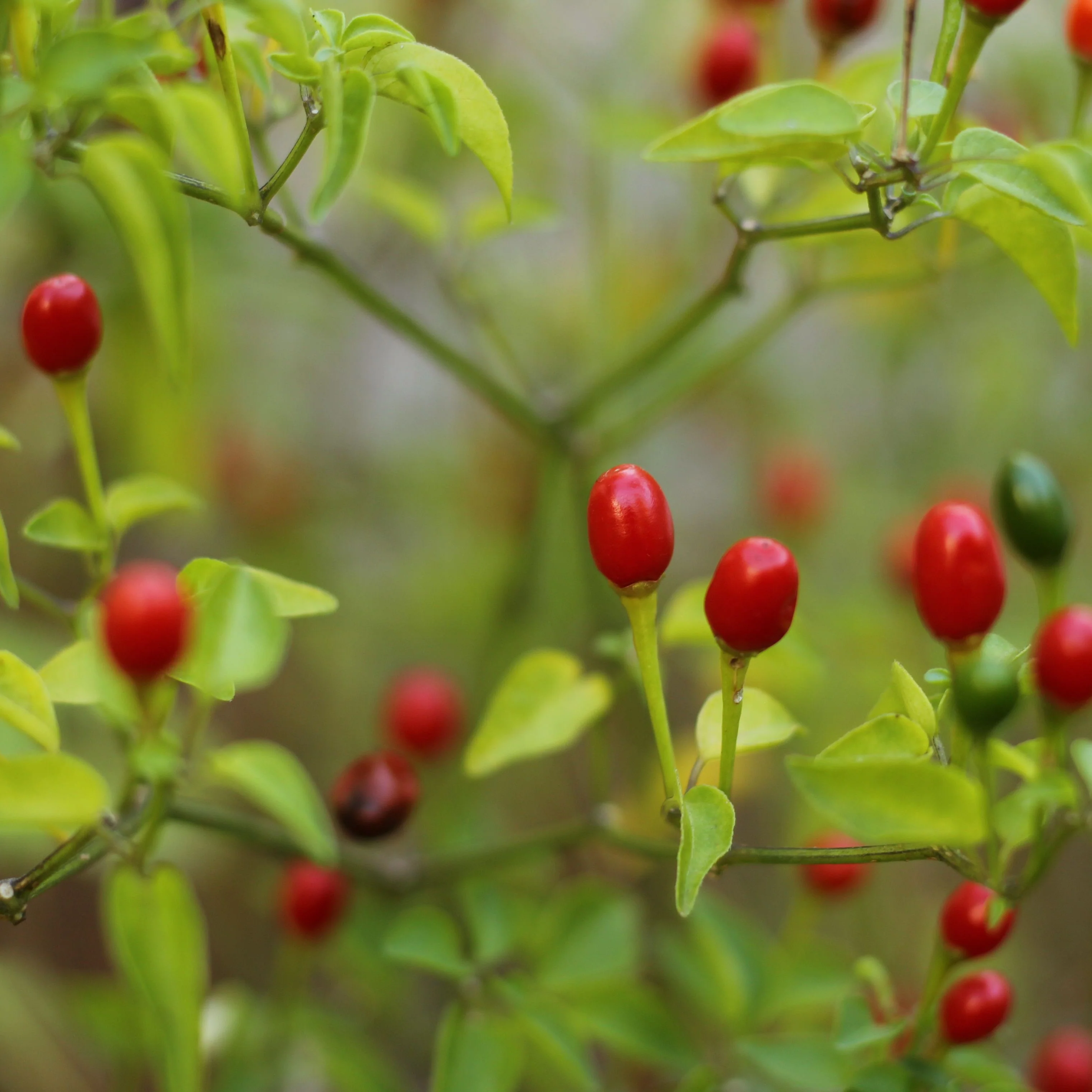 25 Wild Chiltepin Pepper Seeds Extremely Hot, Ancient Variety 50k-250k S... - $5.58