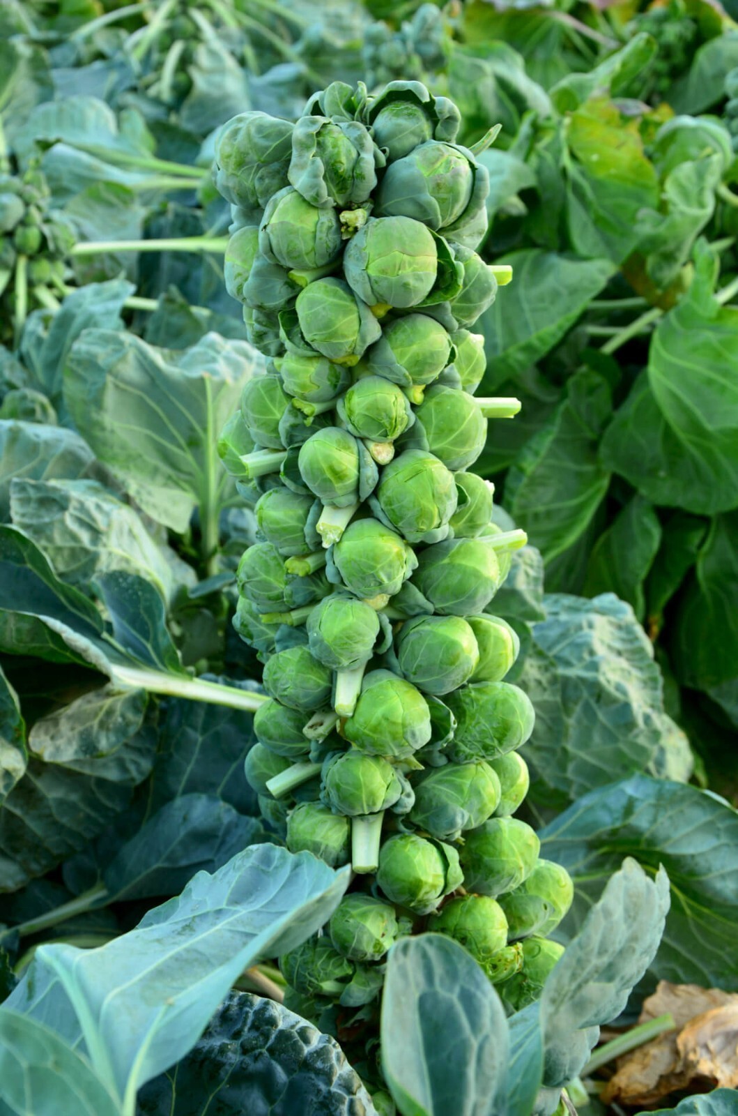200+ Long Island Improved Brussels Sprouts Seeds, NON-GMO, ORGANIC, HEIR... - $1.95
