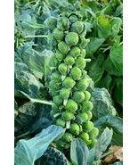200+ Long Island Improved Brussels Sprouts Seeds, NON-GMO, ORGANIC, HEIR... - $2.67 CAD