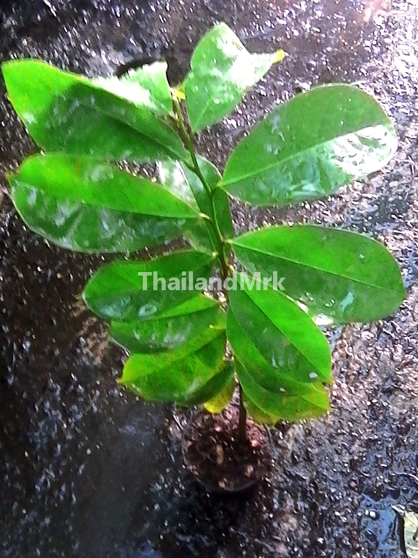 Thai Soursop Prickly Annona muricata 1 Live tree tall 12 inch ThailandMrk - $15.00