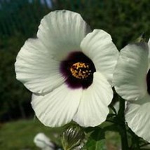 New Fresh Seeds 15 Amethyst Hibiscus Flower Seeds Perennial - $27.28