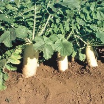 300 Organic Daikon Radish Japanese Minowase Chinese Radish Củ CảI TrắNg Garden U - £8.41 GBP