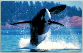 Greenpeace Advertising Killer Whale Orca Unused UNP Chrome Postcard G7 - £6.21 GBP
