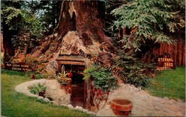 Eternal Tree House at Redcrest on Highway 101 Postcard PC351 - £3.92 GBP