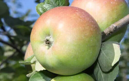 25+ Belle Fleur de France Apple Seeds - Garden Planting  - £6.76 GBP