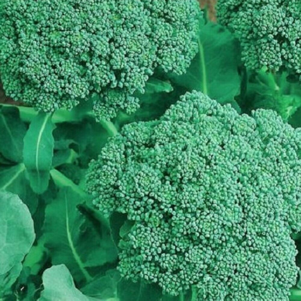 Best 50 of Broccoli Seeds (NON-GMO) Heirloom Fresh Garden - $3.80
