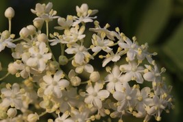 JGBOS Sell 100 Black Elderberry Seeds Sambucus Nigra Common Elder European Elder - £6.64 GBP