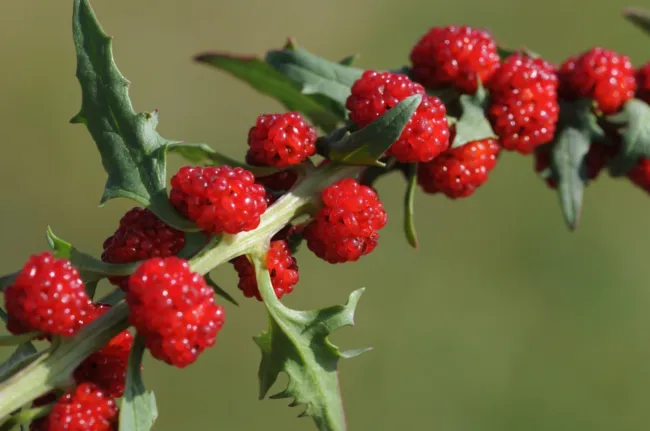 100 Strawberry Spinach Seeds Chenopodium Foliosum Edible Landscaping Fresh Garde - £15.91 GBP