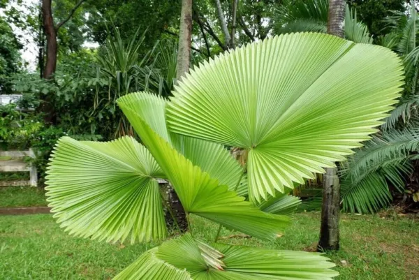 Fresh Fiji Fan Palm Seeds For Planting (5 Seeds) Pritchardia Pacifica Garden - £14.26 GBP