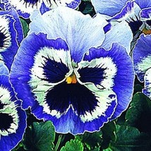 US Seller Free Shipping Pansy Seeds Snow Pansy Blue And White Blotch 50 Flower S - $14.25