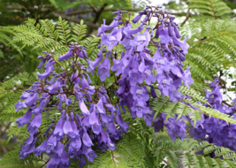 20 Pc Seeds Jacaranda mimosifolia Plant, Jacaranda Tree Seeds for Planting | RK - £15.10 GBP