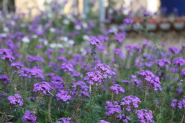 Moss Verbena Seeds Perennial Ground Cover Creeping Purple Flower - £7.08 GBP