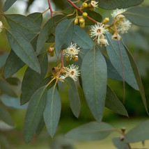 50 Peppermint Eucalyptus Seeds Tree Flower Perennial Flowers Seed - $242.83 MXN