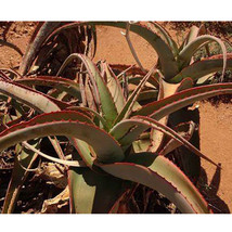 10 seeds Aloe gilbertii Succulents Garden Plants - $29.98