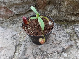 Nepenthes gymnamphora, small size plant, Carnivorous plant, Pitcher plant, 1 pla - £13.55 GBP