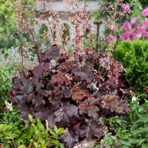 Heuchera Melting Fire  Pelleted   Coral Bells  Purple Red From US - $7.79