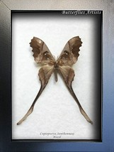 Copiopteryx Sonthonnaxi Male Rare Saturn Moth Framed Entomology Shadowbox - $179.00