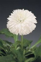 50 Pcs White English Daisy Flower Seeds #MNSS - £11.76 GBP