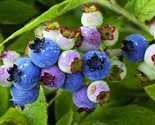 50 Lowbush Blueberry Vaccinium Angustifolium Blue Berry Dwarf Heirloom S... - $13.00