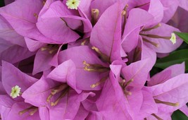 Well Rooted **RIJNSTAR LILA** Bougainvillea starter/plug plant - Rare Bougainvil - £19.18 GBP