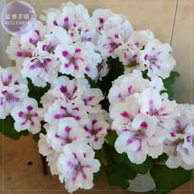 Geranium Purely White Petals Purple Spot Flower Seeds, Professional Pack, 10 See - £6.61 GBP