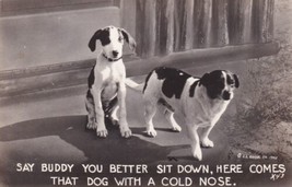 Two Dogs Cook Real Photo Postcard RPPC Say Buddy You Better Sit Down D04 - $2.99