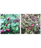 150 Seeds Culinary Kaleidoscope: Guangxi Five-Color Capsicum Seeds - £25.15 GBP