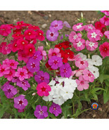 1Oz Mixed Drummond Phlox Drummondii Flower Seeds 15000 Seeds Fresh Garden - $493.79 MXN