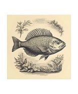 Vintage Fish Art Canvas Print, Nautical Home Decor Wall Art  - $2,015.19 MXN