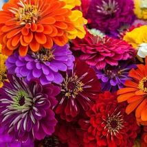 100 California Giant Zinnia Seeds  for garden - $4.98