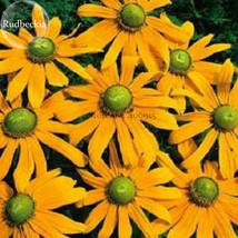 Qiji&#39; Orange Echinacea Purpurea Coneflower with Green Eye, 100 seeds, perennial  - £4.79 GBP