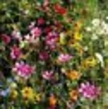 500+ Seeds Wildflower Mix Gulf COAST/CARIBBEAN Regional Heirloom Flowers Non-GMO - £9.45 GBP
