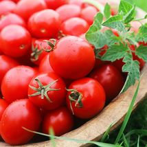 Ship From Us Sweet Chelsea Tomato - 2 G Packet ~540 Seeds - NON-GMO, Hybrid TM11 - £13.50 GBP