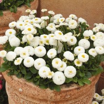 200+ White English Daisy Seeds - £6.82 GBP