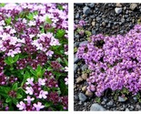 1000 Seeds Creeping Thyme WILD Groundcover Perennial Purple Fragrant - $17.93