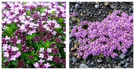 1000 Seeds Creeping Thyme WILD Groundcover Perennial Purple Fragrant - £14.10 GBP