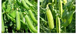 Super Sugar Snap Pea Seeds Green Sweet pea Garden Pea Fresh 60+Seeds  - £22.37 GBP