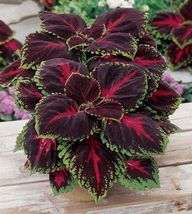 Red Coleus Flower Colorful, 100 SEEDS D - £9.71 GBP
