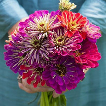 Grow In US 100 Seeds Zinnia Meteor Shower Mixed Colors 5&quot;&quot; Flowers Hard To Find  - £8.58 GBP