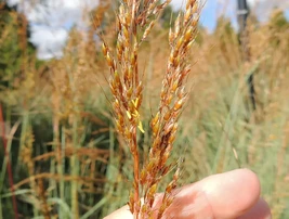 500 INDIAN GRASS Seeds Native Prairie Wildflower Ornamental - $4.00