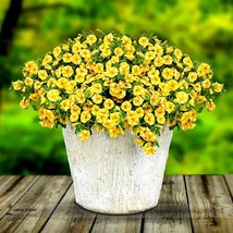 Lemon Slice Superbells Calibrachoa Petunia Annual Flower Seeds Pack 100 Seeds /  - $8.26