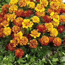 Marigold Seeds Tagetes Patula Flower Seed Mix 1/4 Lb Fresh USA Fast Shipping - P - $18.99