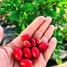 Exotic Miracle Fruit Live Fruit Tree Synsepalum Dulcificum 8Inch-18Ich M... - $20,133.26 MXN