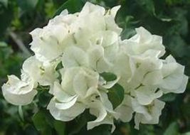 starter/plug Plant Well Rooted Keywest White Bougainvillea Ships Bare Root - £35.11 GBP