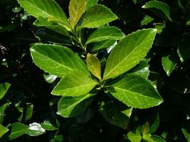 Mirror Leaf Viburnum Viburnum awabuki 100 Seeds - €5,05 EUR