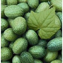 USA Seller Mexican Sour Gherkin Cucumbers Seeds Fast Shipping - £9.88 GBP